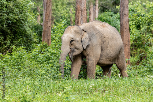Asian wild elephants look very happy with food in the rainy season