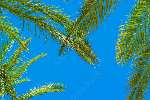 paradise colorful nature background photography of vivid blue sky and green palm leaves   copy space for text