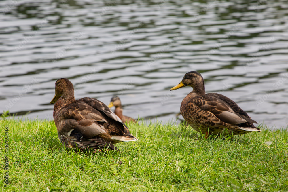 ducks on the grass ducks on the grass