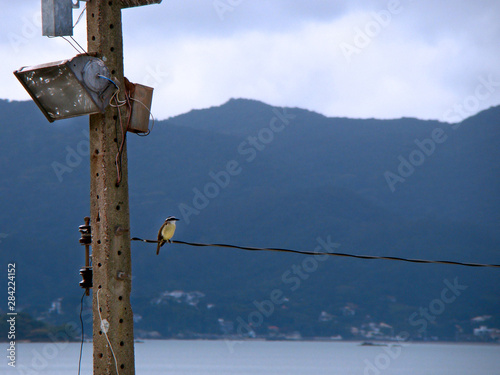 Bird of the Cambacica species on top of a wire from an electric pole on the coast of the city of Santa Catarina, Brazil photo