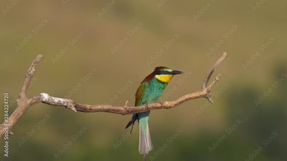 European bee-eater (Merops apiaster) with a prey European bee-eater (Merops apiaster) with a prey