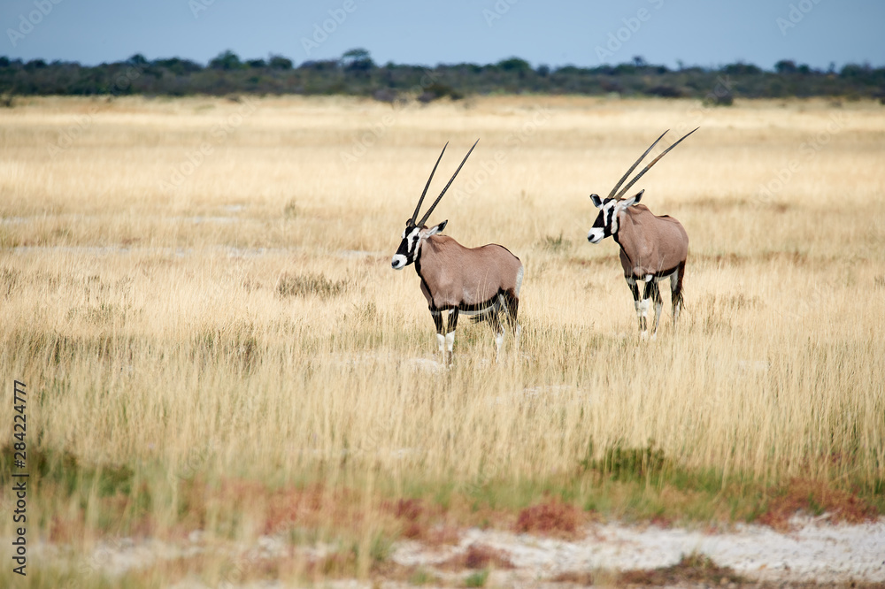 Fototapeta premium Two southern oryx (Oryx gazella) in Namibia