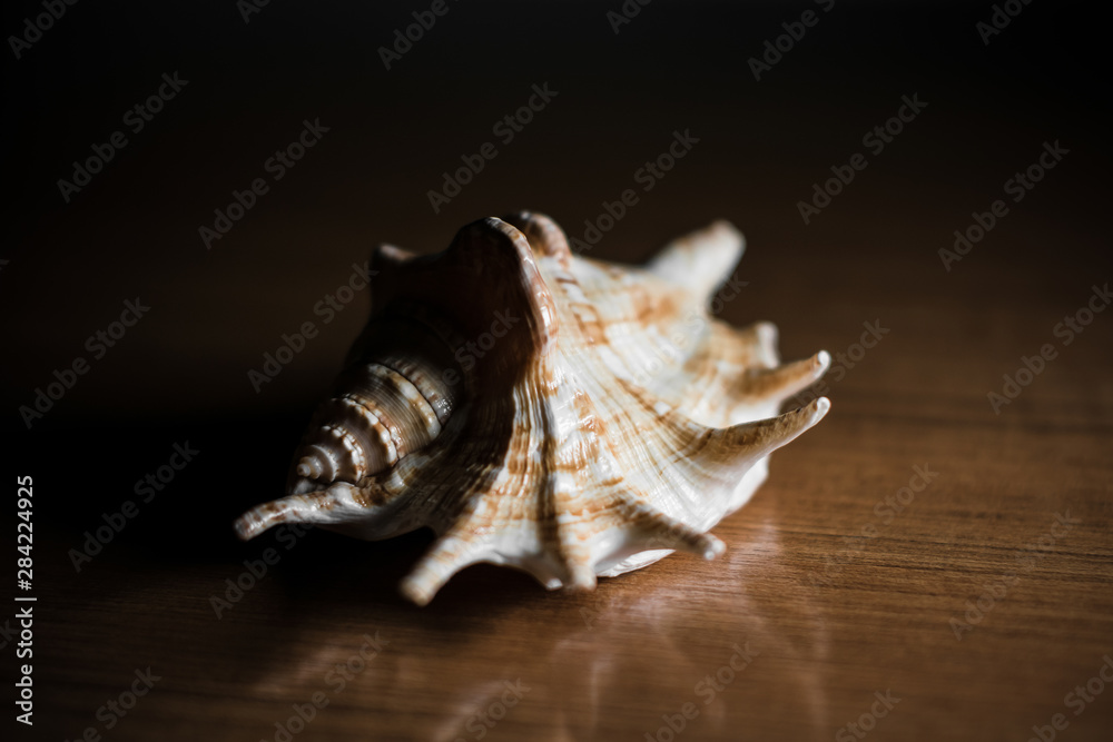 Seashell on the table, bright light, contrasting photo Seashell on the table, bright light, contrasting photo