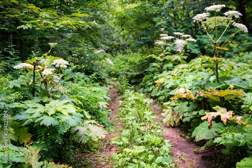 View of path in summer forest with lush wild vegetation on sides on sunny day