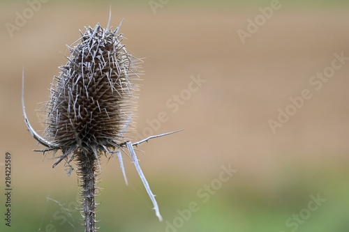 Wilde Karde - Volkskundliche Heilpflanze mit Glykosid gegen Gelbsucht, Leberbeschwerden, Warzen, Flechten und Magenbeschwerden photo