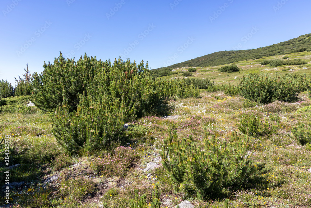 Landscape near Belmeken Peak, Rila mountain, Bulgaria