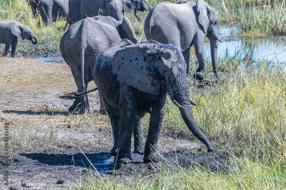 Elephant mud bath and dusting