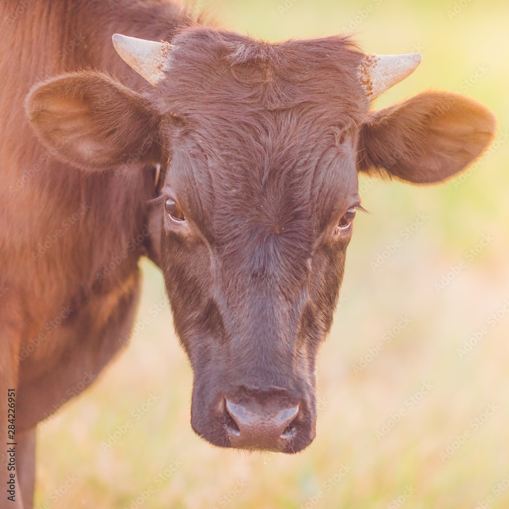 Portrait of a black horned bull in a summer field