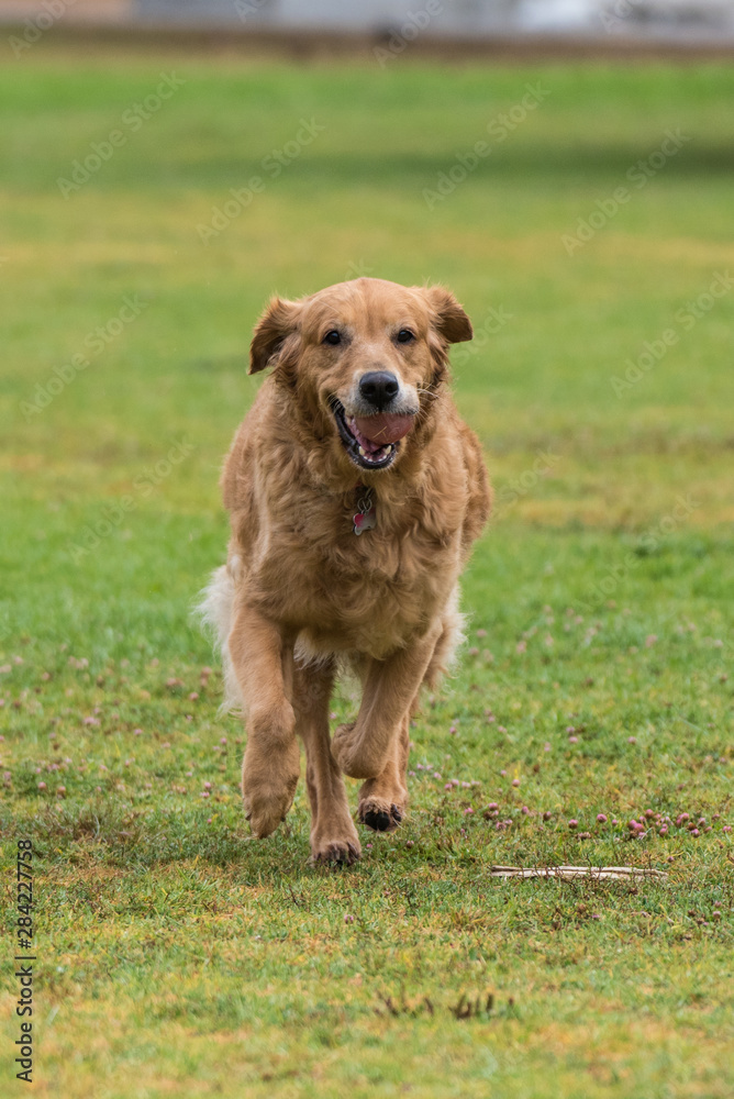 Golden Retriever dog jogging with ball in mouth with smile on face.