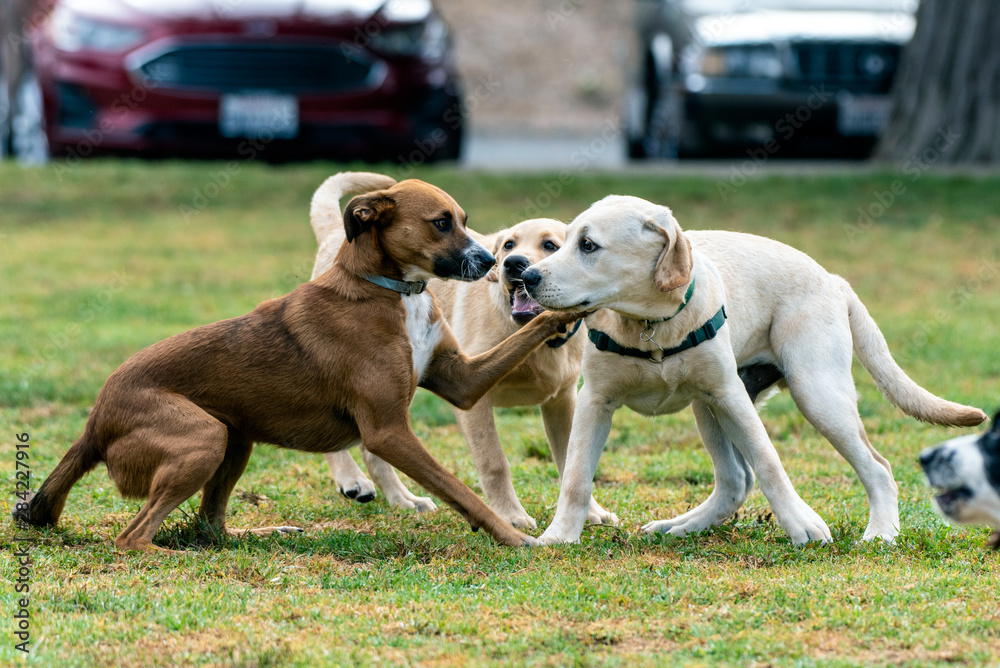 Mixed breed dog reacting to meeting yellow labrador puppy by putting paw on shoulder at dog park. Mixed breed dog reacting to meeting yellow labrador puppy by putting paw on shoulder at dog park.
