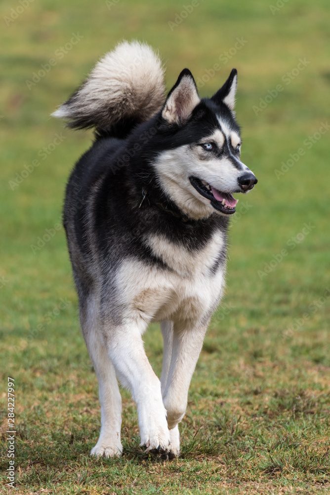 Siberian Husky dog jogging across grass at park with open mouth with attention off to the left.