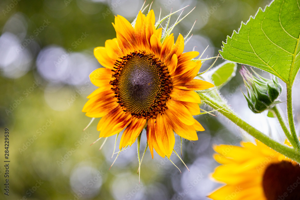 Obraz premium Colourful Yellow and Orange Summer Sunflowers in the Front Garden