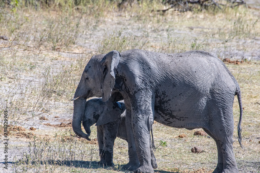 Fototapeta premium Elephant mud bath and dusting