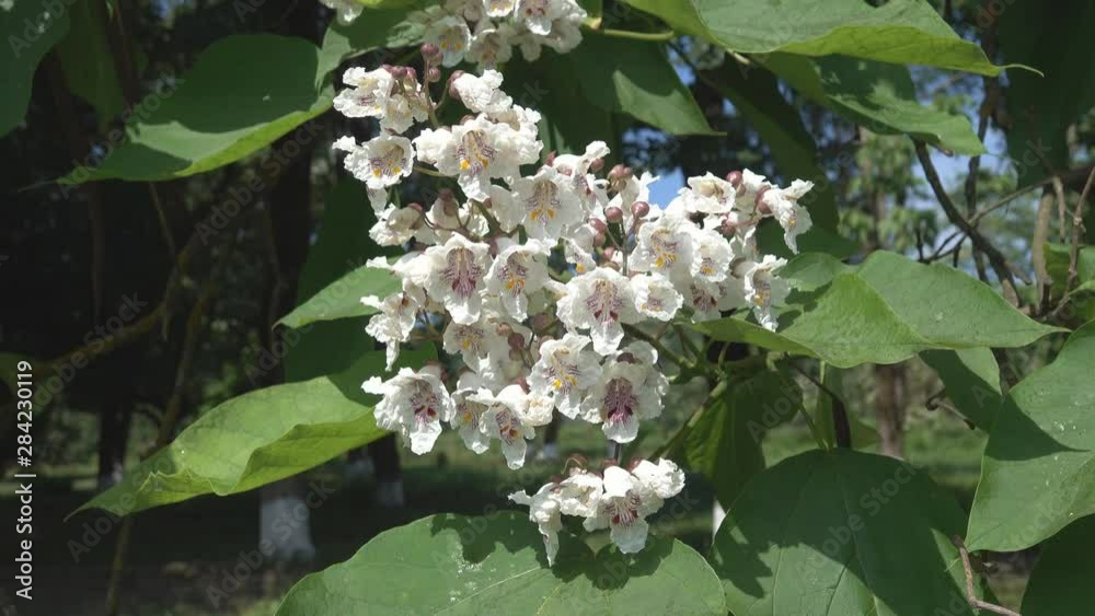 Chinese catalpa or Egg-shaped Catalpa (Catalpa ovata) blooms in the ...