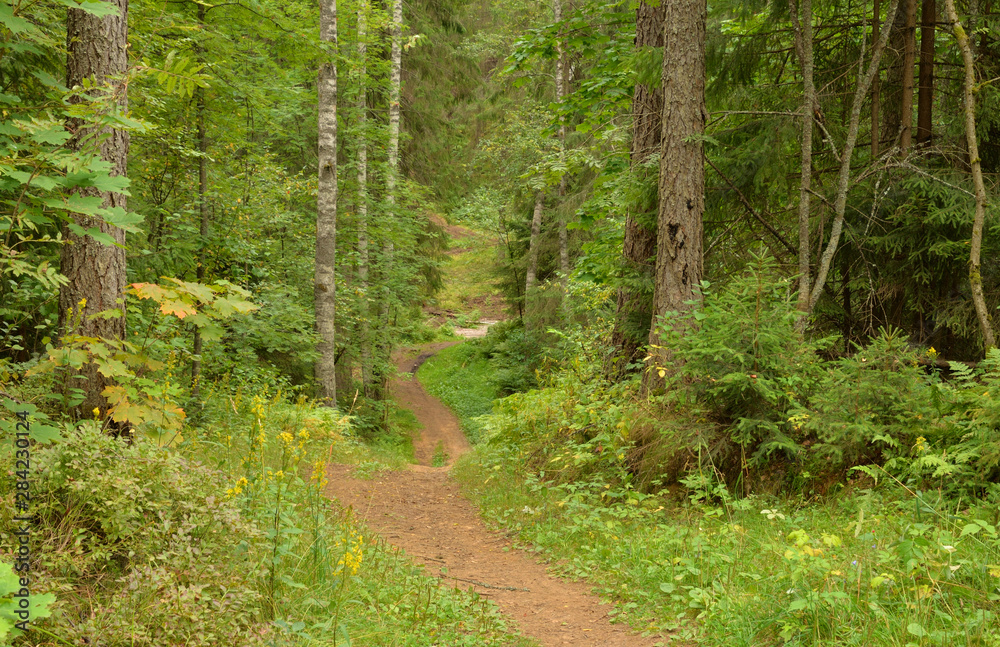 Fototapeta premium Pathway in deciduous forest at summer day.