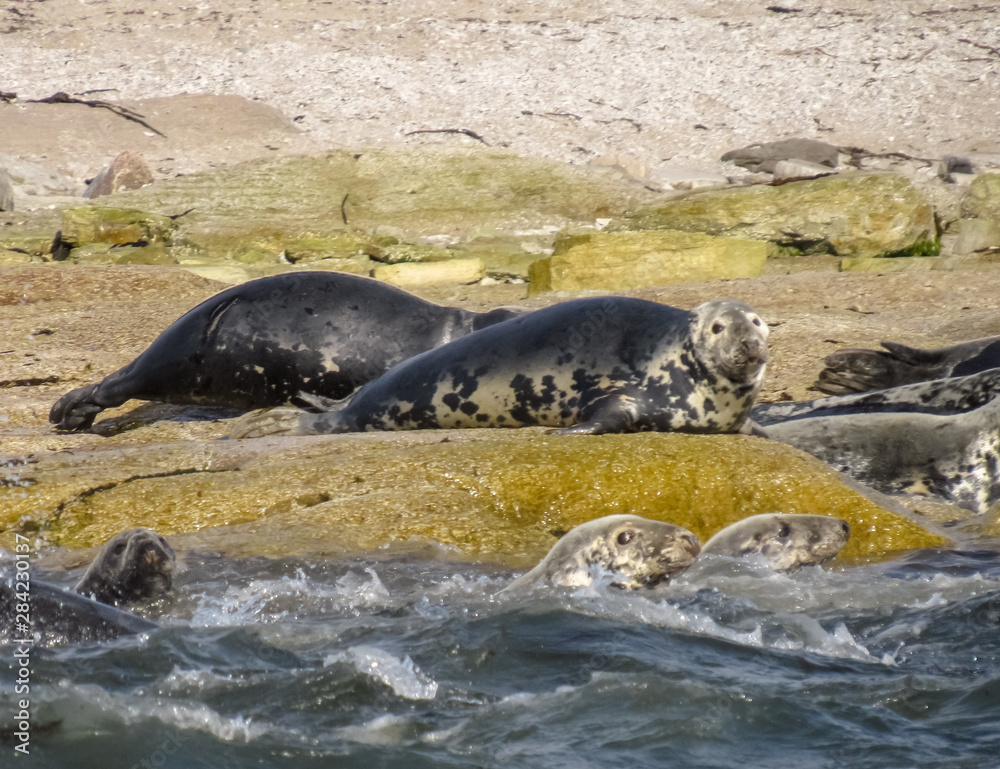Fototapeta premium Seal Watching Us