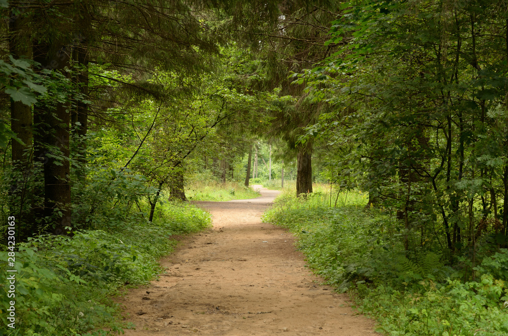 Fototapeta premium Pathway in deciduous forest at summer day.