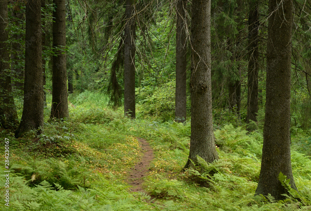 Fototapeta premium Pine forest at summer day.