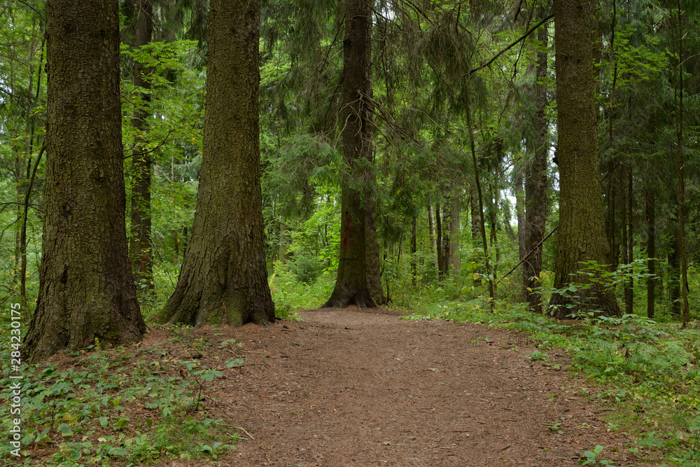 Fototapeta premium Pathway in pine forest at summer day.