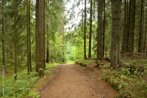 Pathway in pine forest at summer day. © konstan