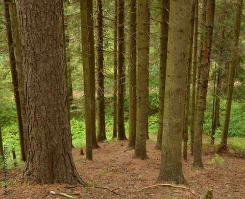 Pine forest at summer day. photo