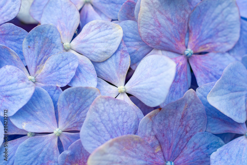 Hydrangea macrophylla petals closed up