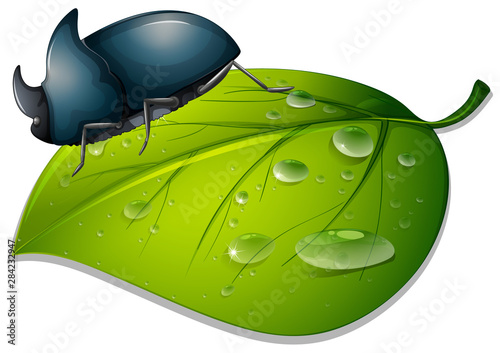 Beetle on green leaf on white background