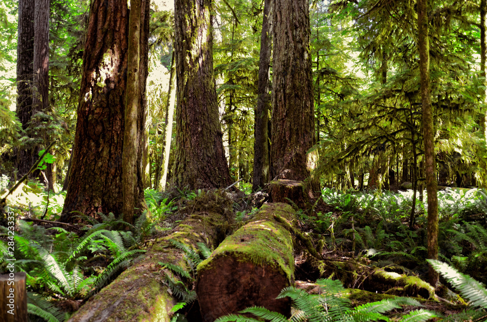 Obraz premium Lush green of Giant Trees Rainforest in the Cathedral Grove on Vancouver Island, MacMillan Provincial Park Canada