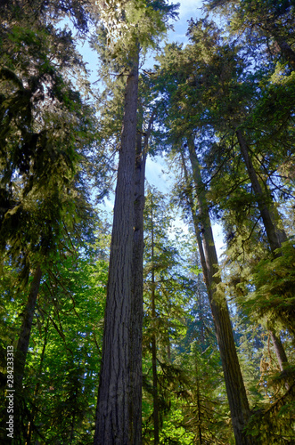 Fototapeta Naklejka Na Ścianę i Meble -  Lush green of Giant Trees Rainforest in the Cathedral Grove on Vancouver Island, MacMillan Provincial Park Canada