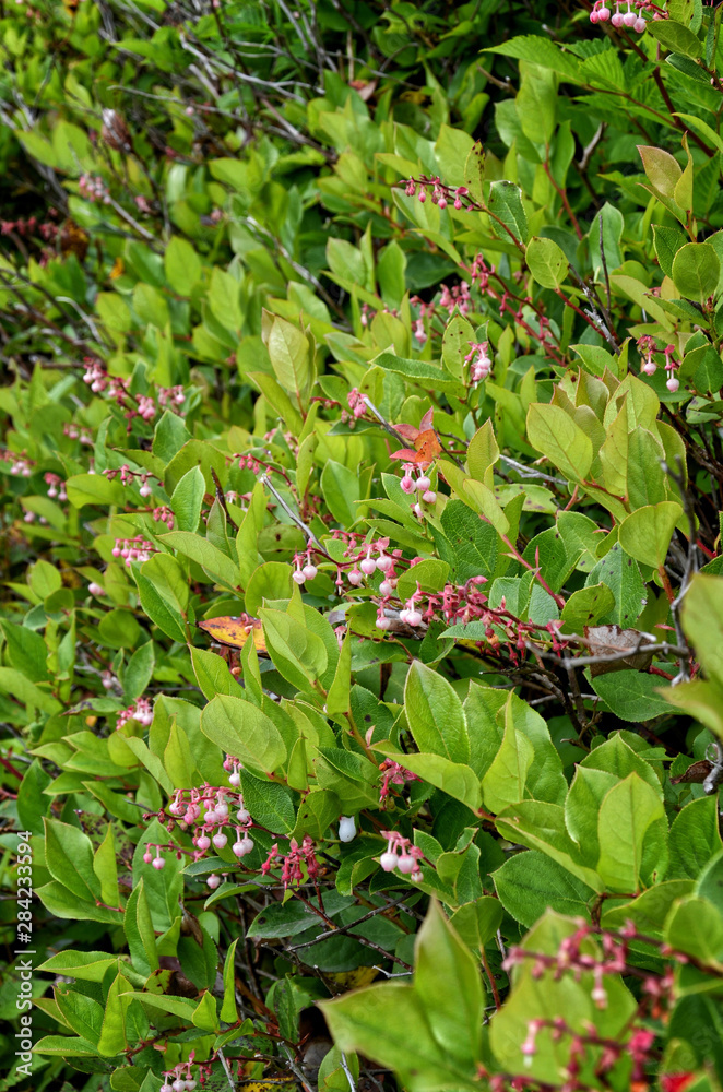 Obraz premium white-pink flowers salal in the shape of small hearts (Gaultheria Shallon) on a bush with bright green leaves, Vancouver Island, Canada
