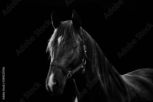 Close-up portrait of a beautiful dark horse isolated on black background