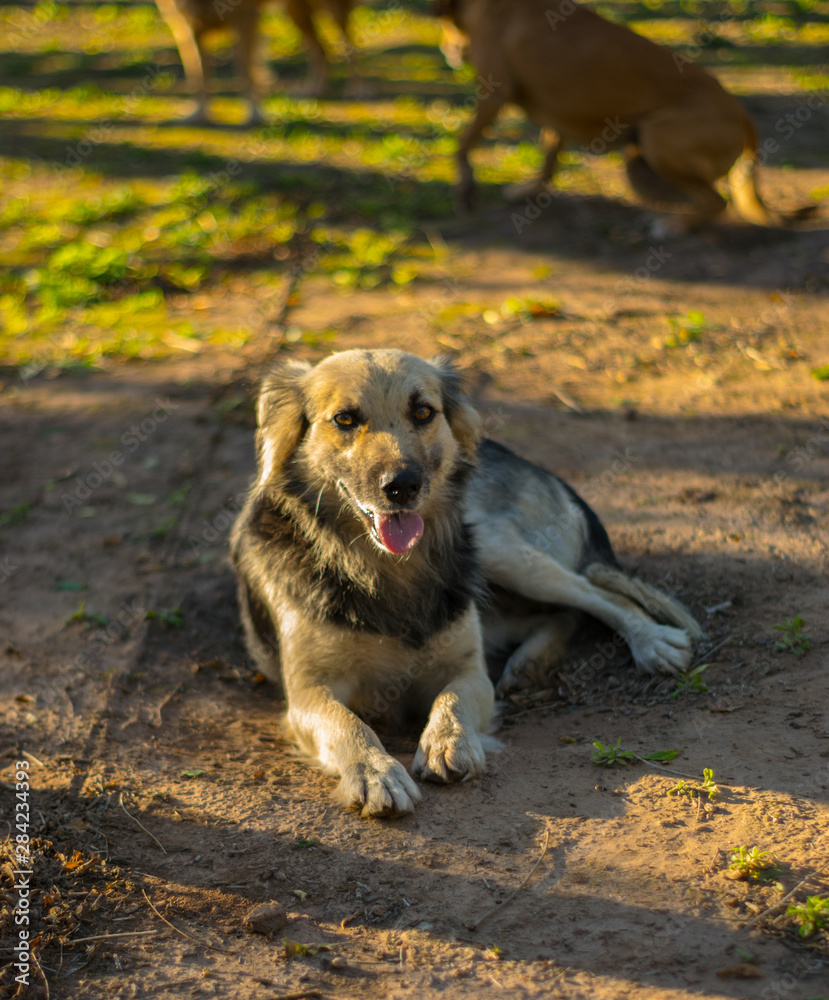 Perros de Campo, Mascotas