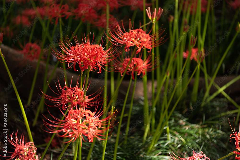 Red spider lily. Lycoris radiata flowers are blooming in the sun light. Autumn in Japan Red spider lily. Lycoris radiata flowers are blooming in the sun light. Autumn in Japan