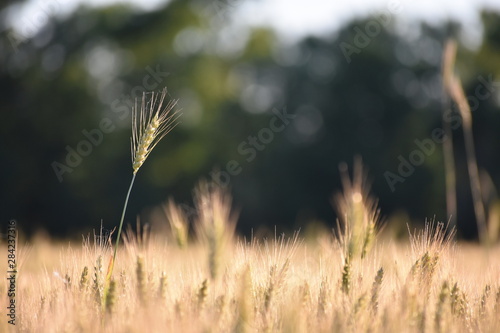 ears of wheat