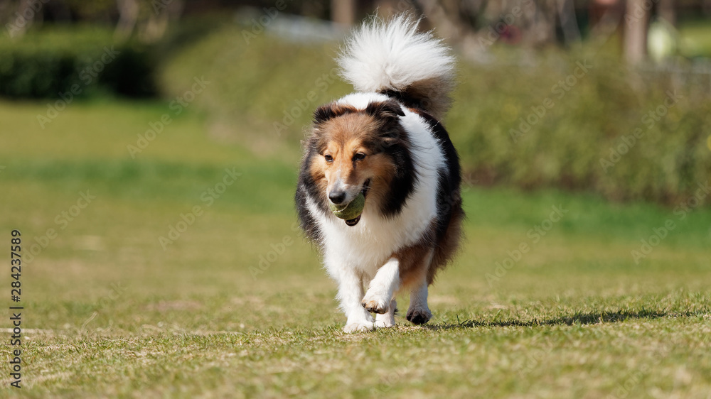 Running Shetland sheepdog with tennis ball in mouth in sunny green grass field, happy dog playing retrieve game. Running Shetland sheepdog with tennis ball in mouth in sunny green grass field, happy dog playing retrieve game.