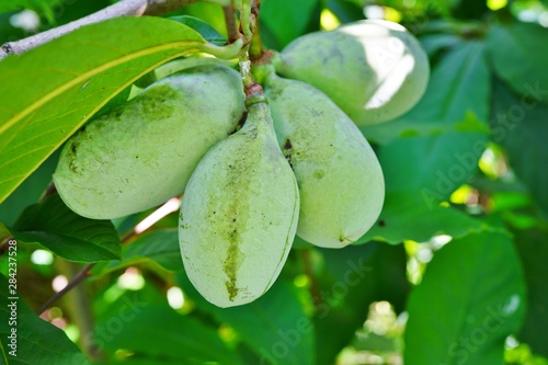Fruit of the common pawpaw (asimina triloba) growing on a tree