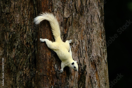 Funny young squirrel in a national park at a riany day. Small rodent is holding nuts in small hands. Portrait for fluffy White squirrel. Little squirrel has lunch on the ground. photo