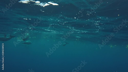 Rencontre avec les Dauphins - Vue sous-marine