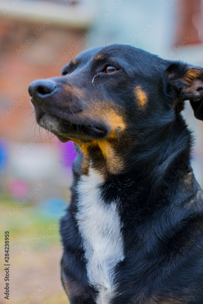 Perro Cruce de Salchicha - Mascota Perro Cruce de Salchicha - Mascota