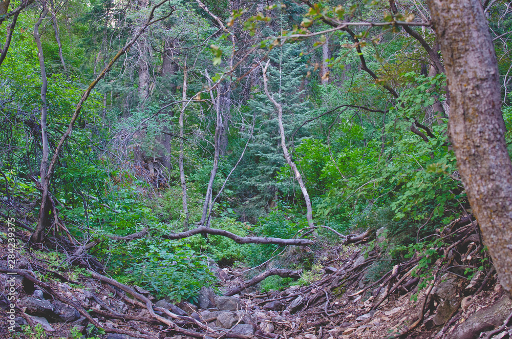 Obraz premium The thick overgrown and wild hiking trail in the back country of the utah hills. 