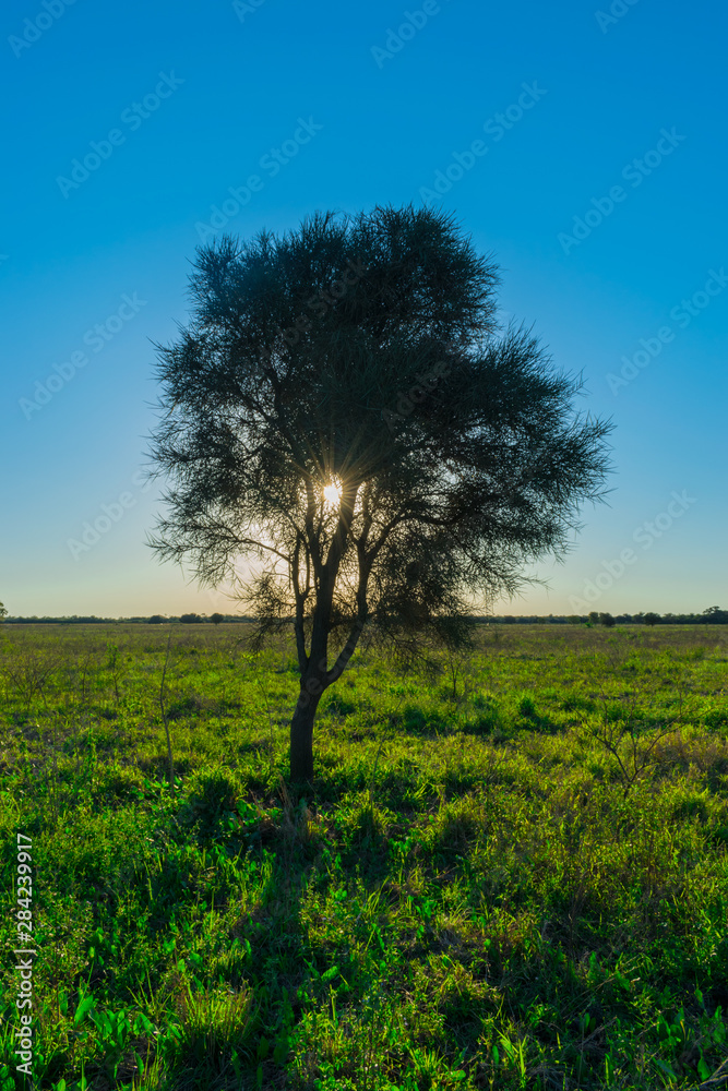 Caranda Tapando el Sol al Atardecer