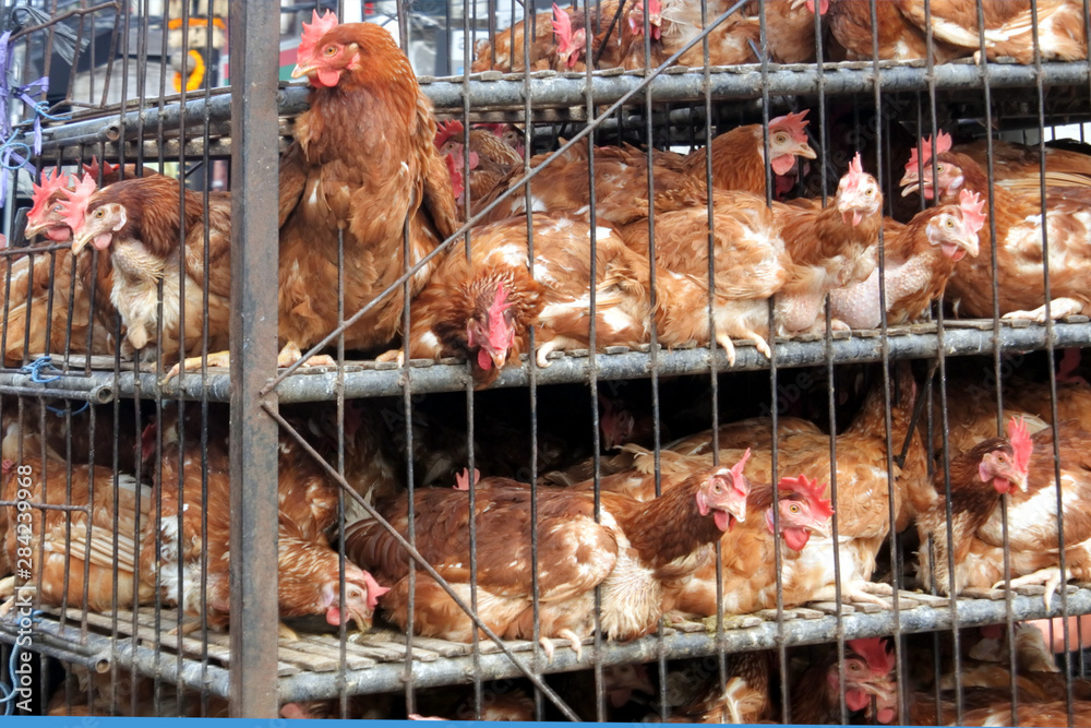 Naklejka premium Chickens Transport in Cramped Cage