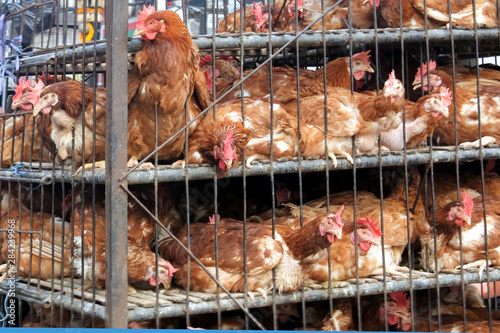 Chickens Transport in Cramped Cage