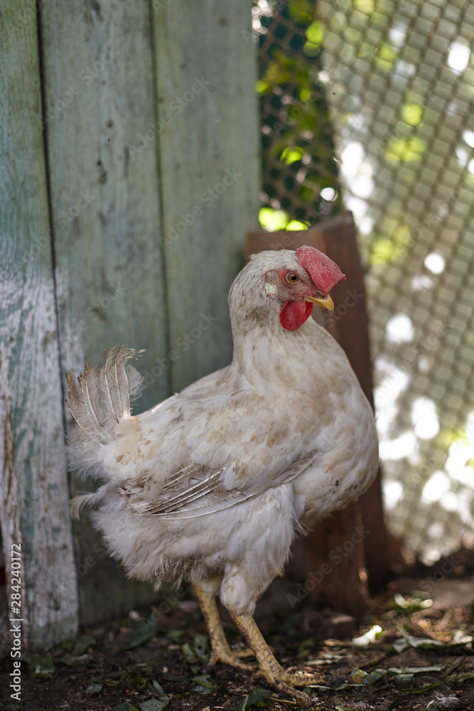 Rooster in the closed farm area. Home garden Rooster in the closed farm area. Home garden