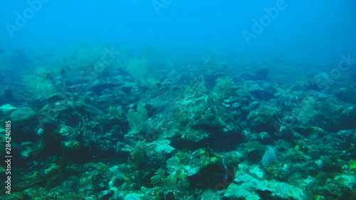Promenade à -16 M dans les eaux de Guadeloupe