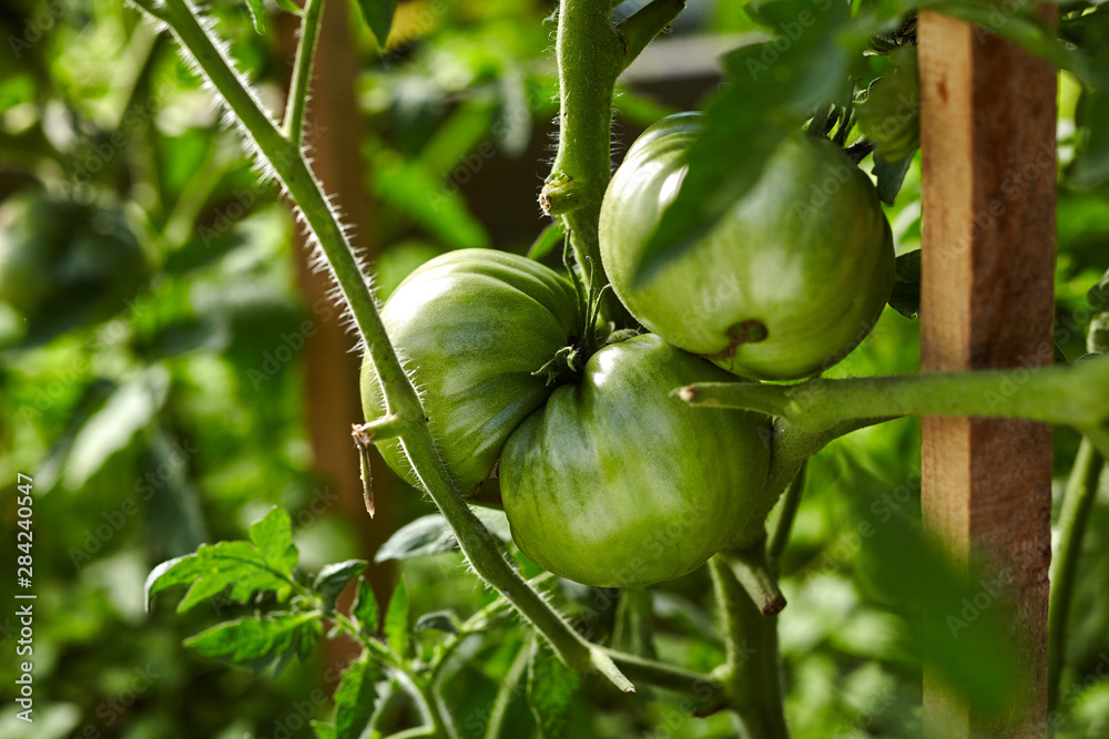 Close-up view of green tomato on branch in home garden. Homegrown food. Green life concept. Healthy eating concept Close-up view of green tomato on branch in home garden. Homegrown food. Green life concept. Healthy eating concept