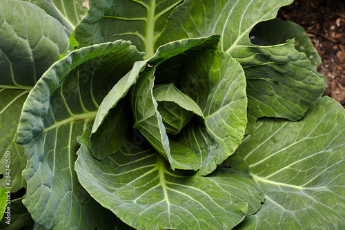 Close-up view of green cabbage on home garden. Homegrown food. Green life concept. Healthy eating concept
