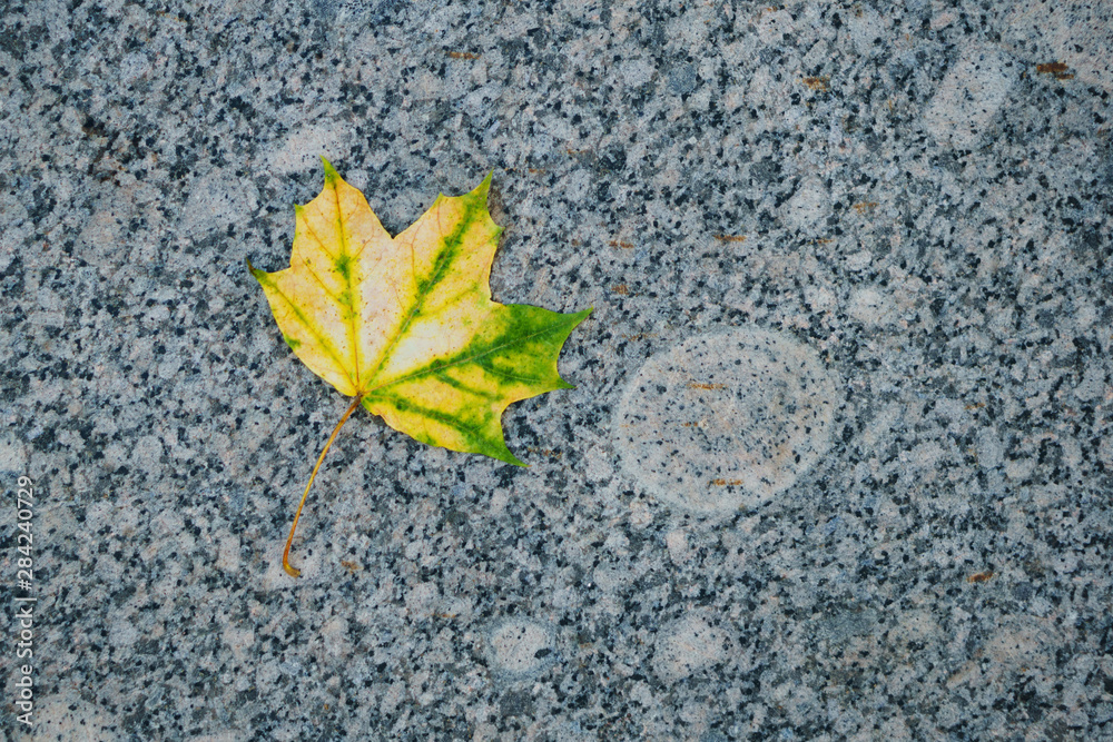 Lonely fallen yellow-green maple leaf on a granite slab. Autumn is coming. Autumn season concept Lonely fallen yellow-green maple leaf on a granite slab. Autumn is coming. Autumn season concept