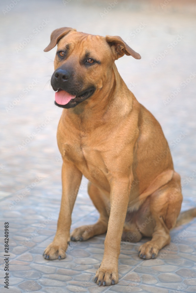 Portrait of mixed breed dog with blurred background