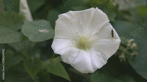 White bindweed flower and a predatory bug, stack bug photo